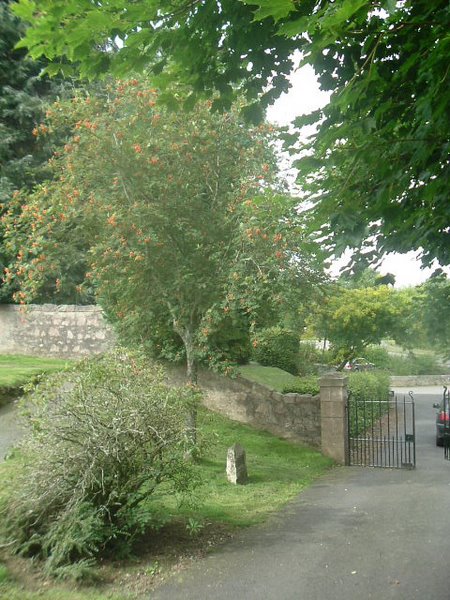 Rowan Tree and Commemorative Plaque at Tough kirk