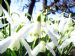Snowdrops at Whitehouse