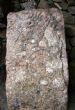 Pictish Stone at Rhynie